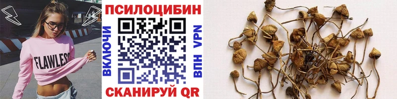 Псилоцибиновые грибы Psilocybine cubensis  Кирсанов 